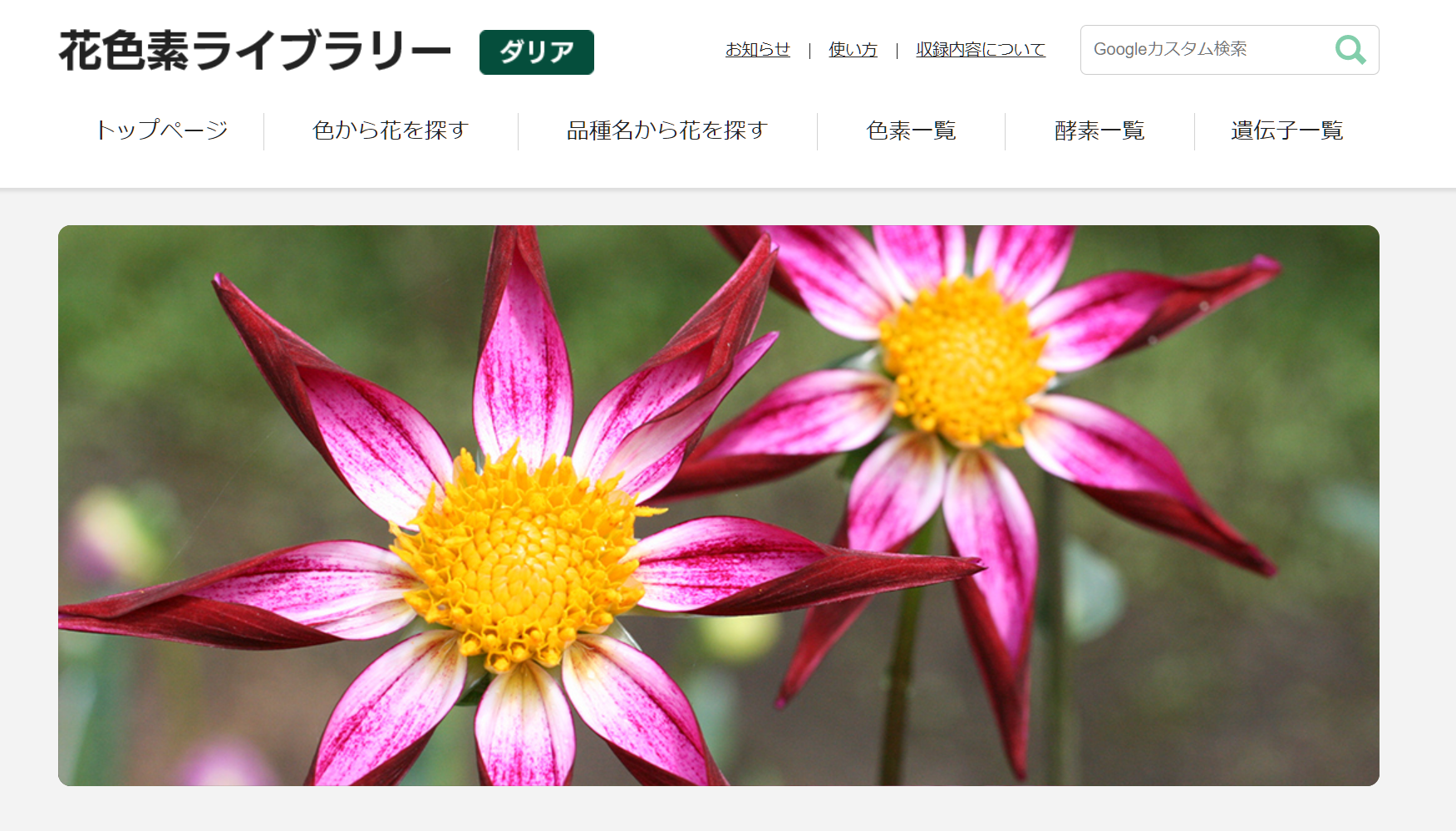 花色素ライブラリー